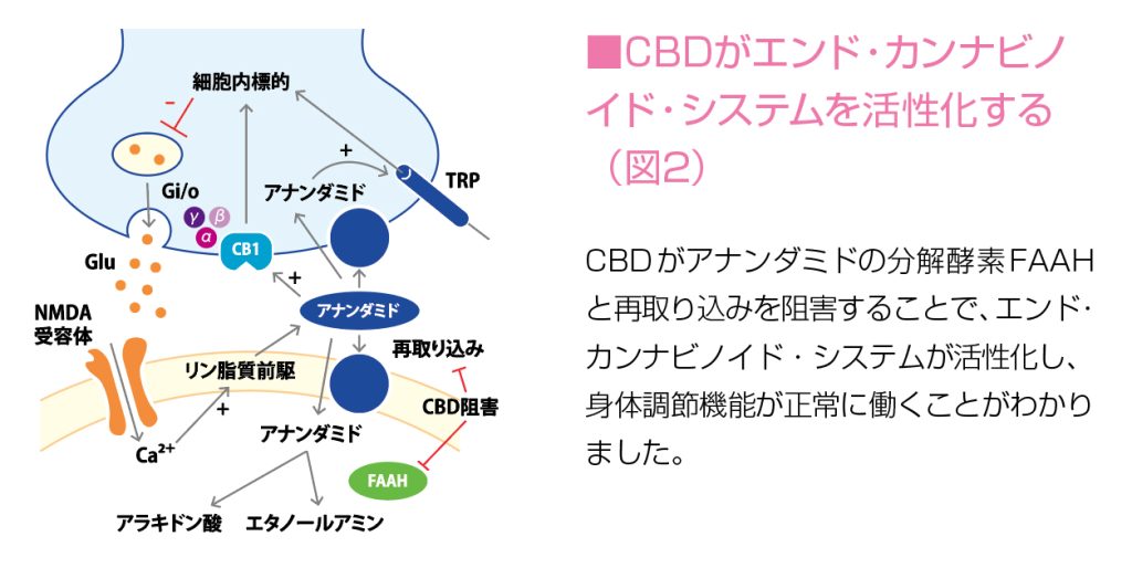 身体と心のバランスを保つエンドカンナビノイドシステム(ECS) - 栄養書庫 Official Website