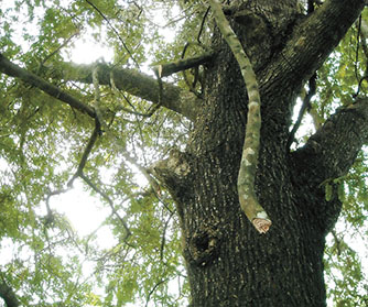 コタラヒムブツの木