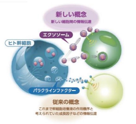 ヒト幹細胞概念