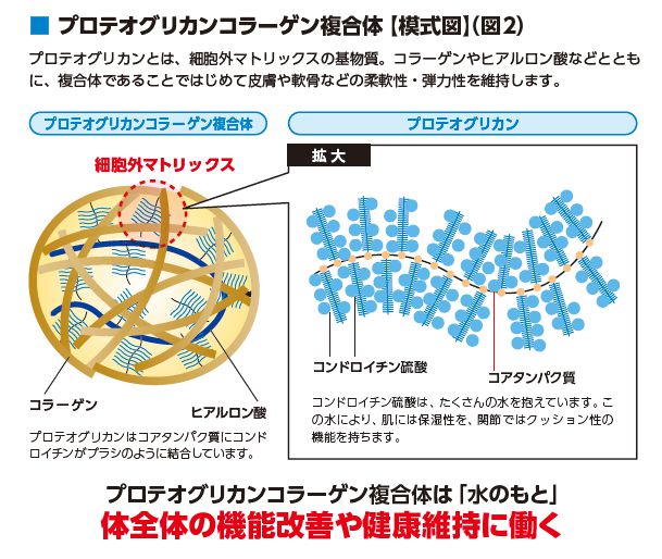 全体の健康維持に欠かせない細胞をつなぐ細胞外マトリックス - 栄養書庫 Official Website