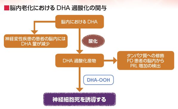 DHA過酸化の関与