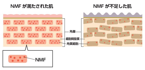 天然の保湿因子NMF