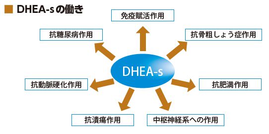 DHEA-sの働き