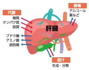 肝臓の役割
