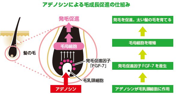 アデノシンによる毛成長促進の仕組み