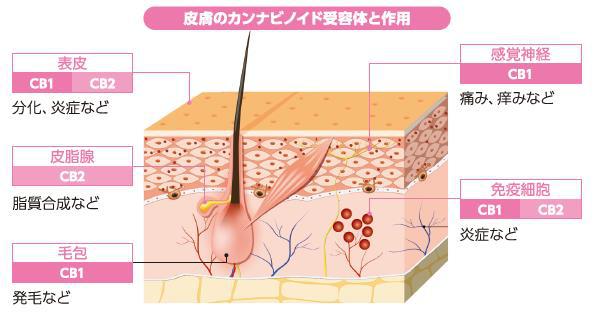 皮膚のカンナビノイド受容体