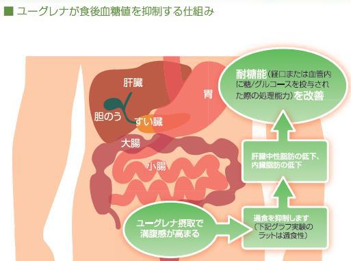 血糖値を抑制するしくみ