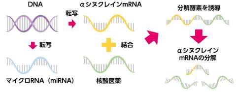 αシヌクレインタンパク質の合成を抑制する核酸医薬