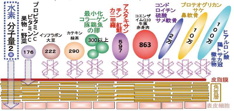 各種コスメ成分のサイズ比較