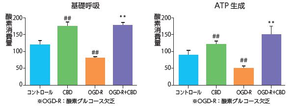 基礎呼吸とATP生成のグラフ