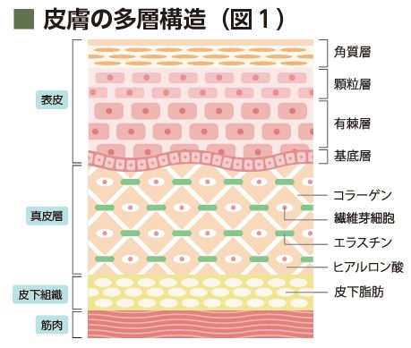 皮膚の多層構造