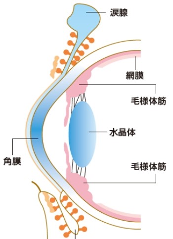 目の構造