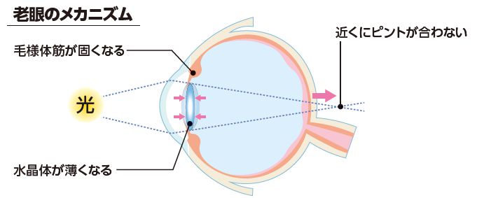 老眼のメカニズム