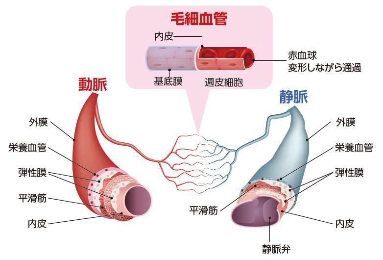 血管の構造