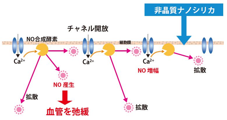 血管を弛緩