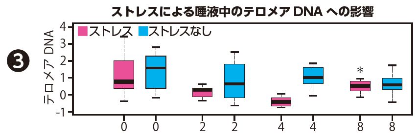 ストレスによる唾液中のテロメアDNAへの影響