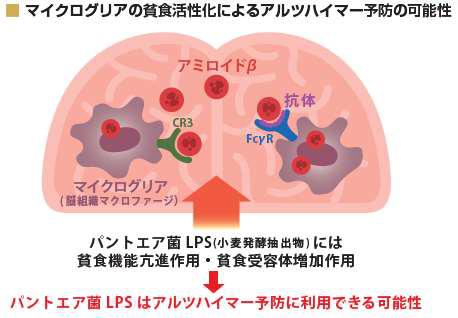 マイクログリアの貧食活性化