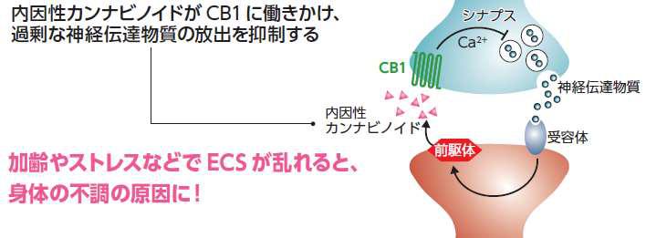 エンドカンナビノイドシステム