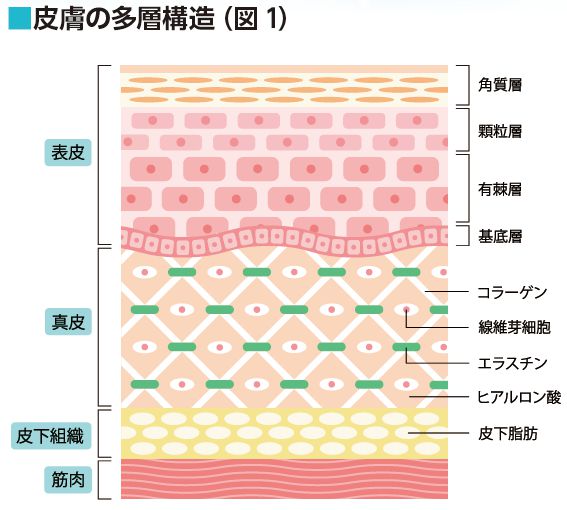 皮膚の多層構造