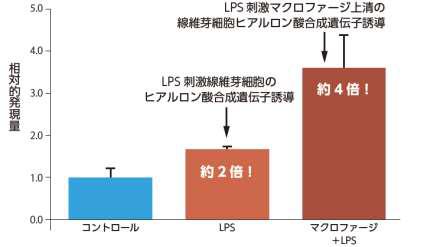 線維芽細胞におけるヒアルロン酸合成酵素遺伝子の誘導