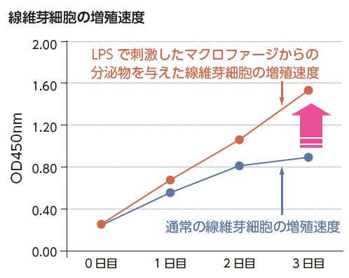 線維芽細胞の増殖速度