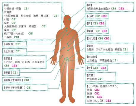 カンナビノイド受容体の分布