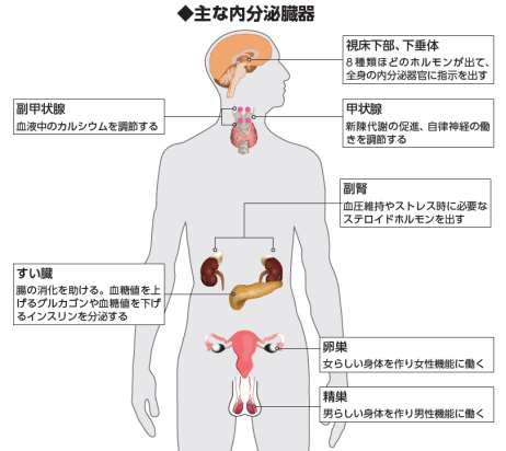 主な内分泌臓器