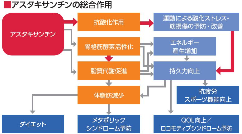 アスタキサンチンの総合作用