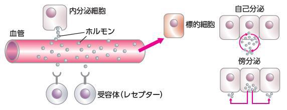 ホルモンが標的細胞に届く仕組み