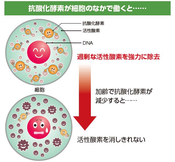 細胞の中の抗酸化酵素