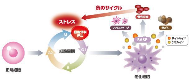 慢性炎症による老化のメカニズム