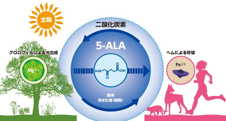 5-ALAの役割