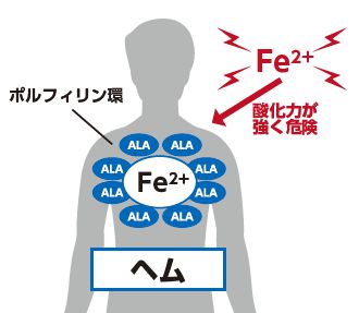 ヘム