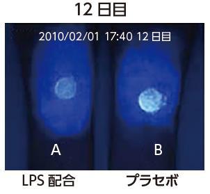 健康肌12日目