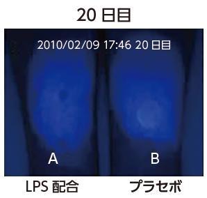 健康肌20日目