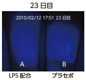 健康肌23日目