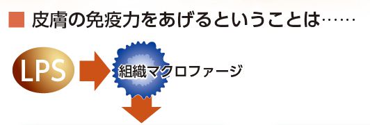 組織マクロファージ