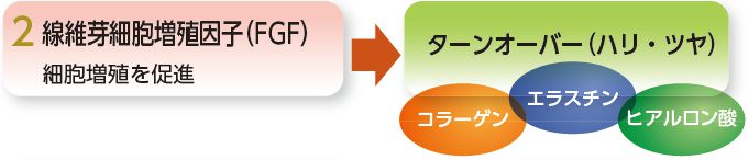 線維芽細胞増殖因子