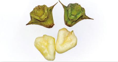 菱