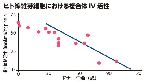 複合体Ⅳ活性グラフ