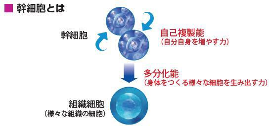 幹細胞とは