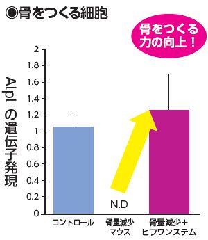 骨をつくる細胞