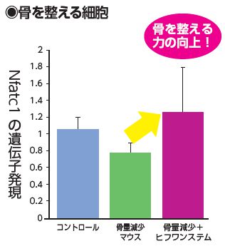 骨を整える細胞