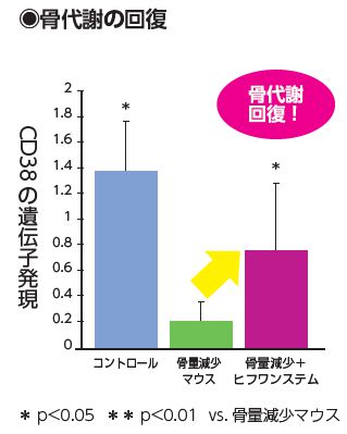 骨代謝の回復