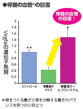 骨髄の血管の回復