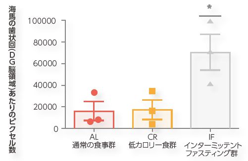 海馬の比較