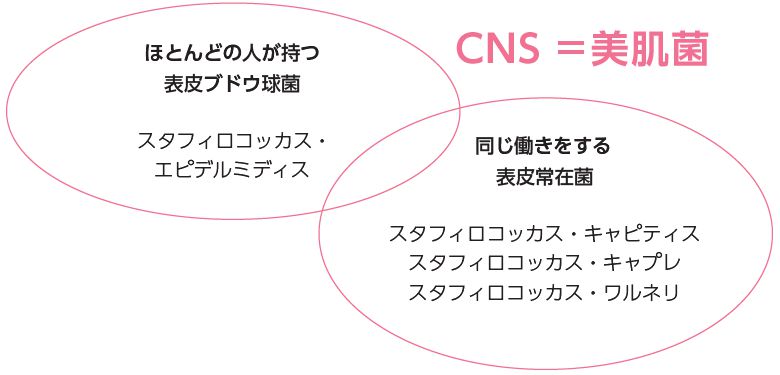美肌菌CNS