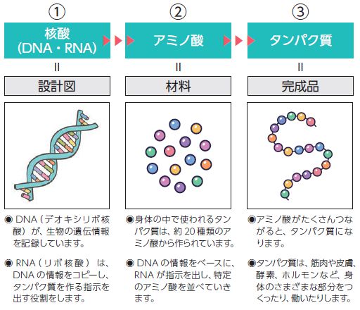 設定図、材料、完成品