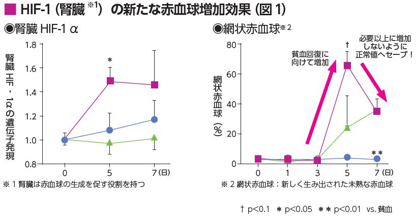赤血球増加グラフ