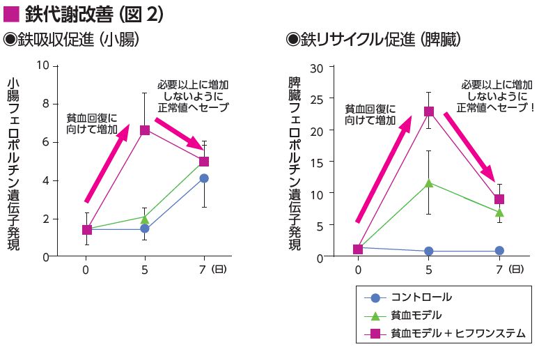 鉄代謝グラフ